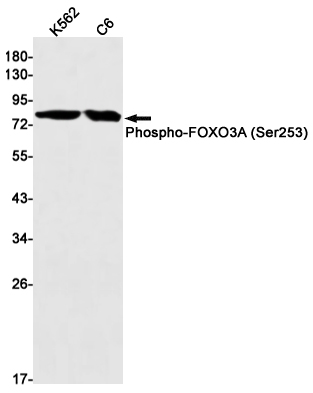 Phospho~FOXO3A (Ser253)