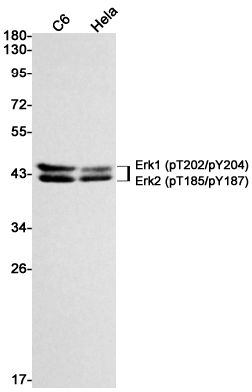 Phospho~ERK1 (pThr202/pTyr204) / ERK2 (pThr185/pTyr187)