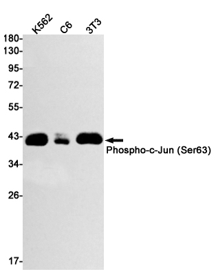 Phospho~c~Jun (Ser63)