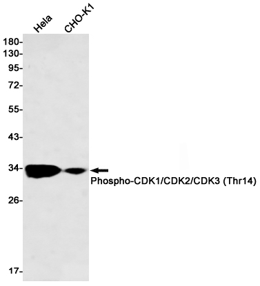 Phospho~Cdk1/Cdk2/Cdk3 (Thr14)