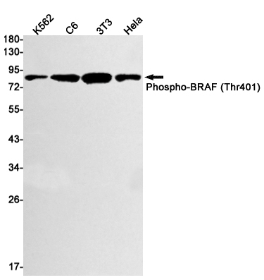 Phospho~BRAF (Thr401)
