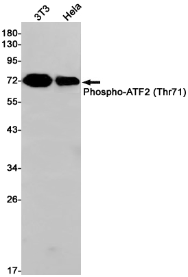 Phospho~ATF2 (Thr71)