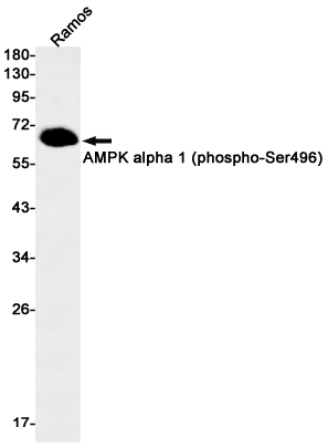 Phospho~AMPK alpha 1 (Ser496)