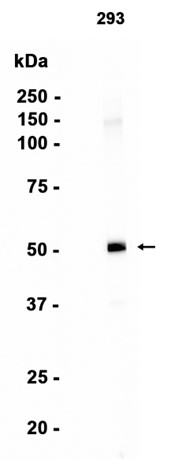 Phospho~p53 (Ser392)