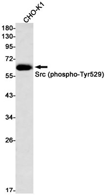 Phospho~Src (Tyr530)