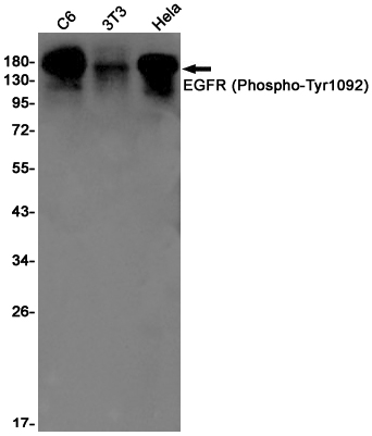 Phospho~EGFR (Tyr1092)