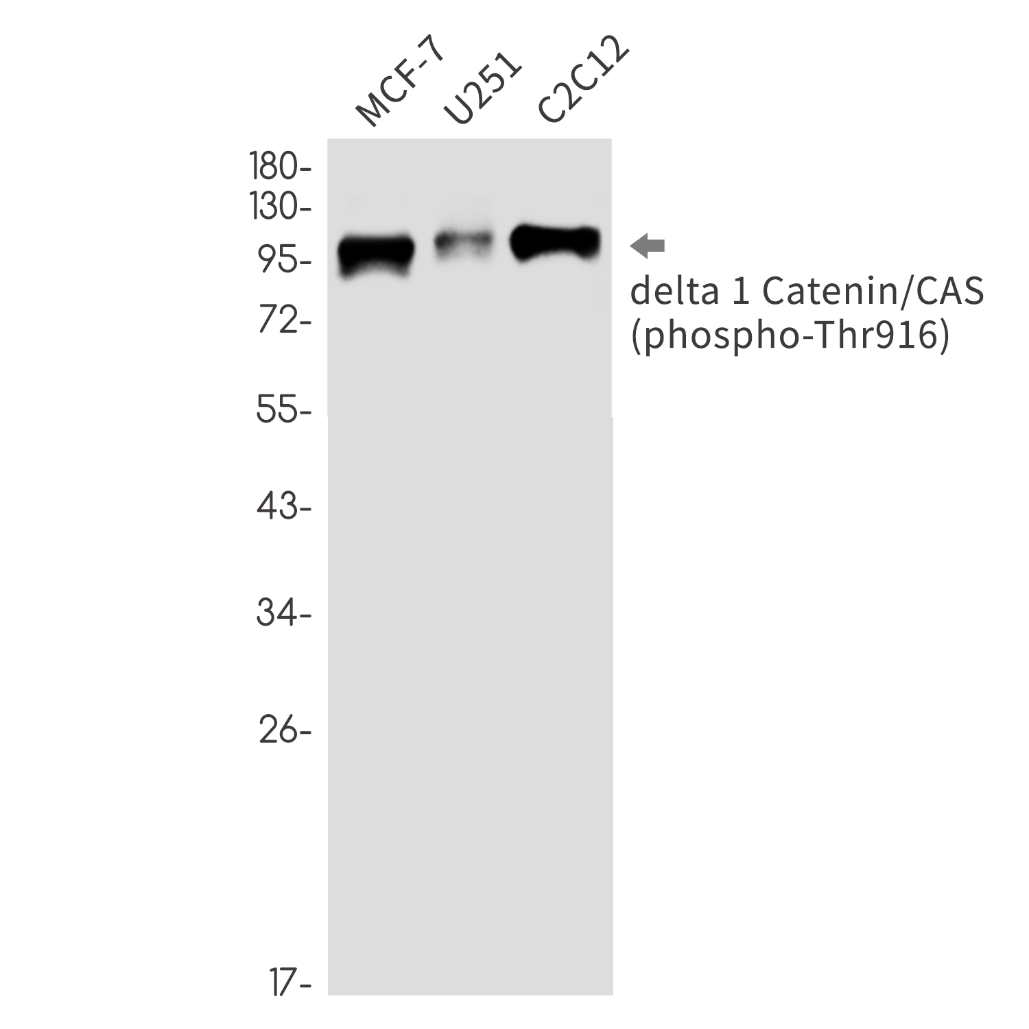 Phospho~delta 1 Catenin (Thr916)