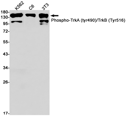 Phospho~TrkA (Tyr490)/TrkB (Tyr516)/TrkC (Tyr516)