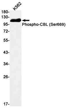 Phospho~CBL (Ser669)