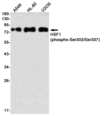 Phospho~HSF1 (Ser303/Ser307)