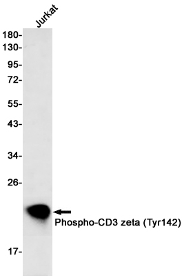Phospho~CD3 zeta (Tyr142)