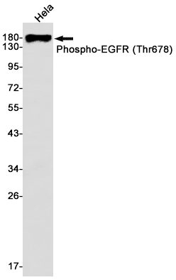 Phospho~EGFR (Thr678)