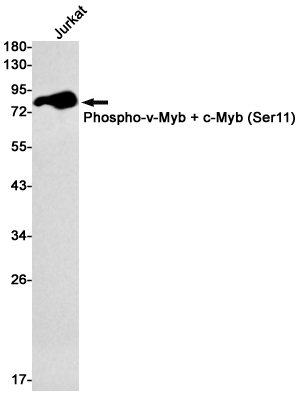 Phospho~c Myb (Ser11)