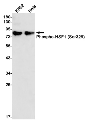 Phospho~HSF1 (Ser326)