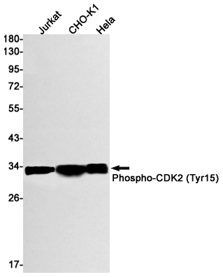 Phospho~CDK2 (Tyr15)