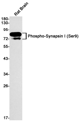 Phospho~Synapsin I (Ser9)