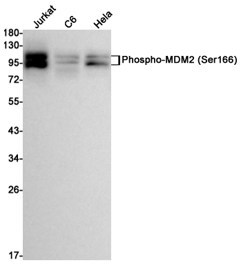 Phospho~MDM2 (Ser166)