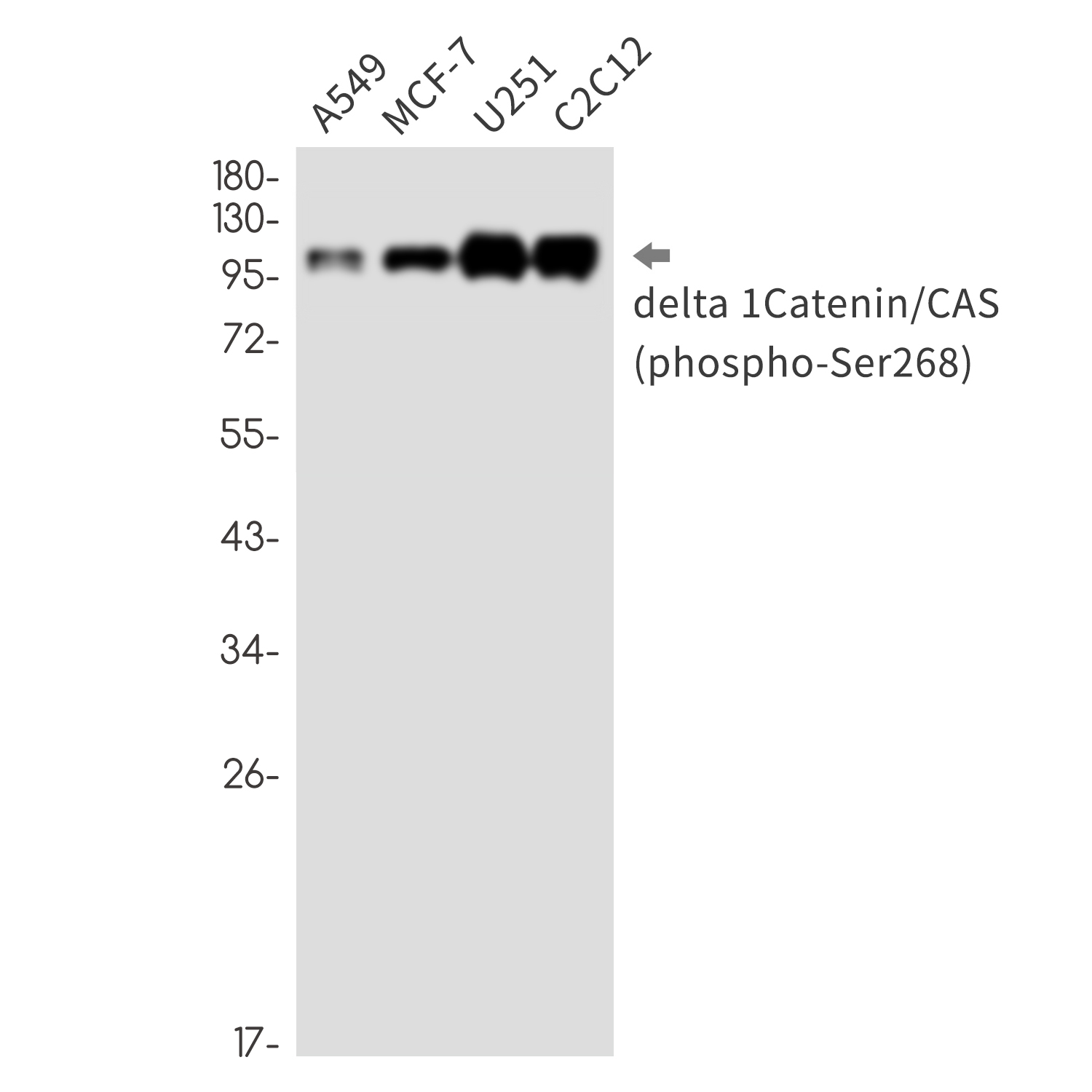 Phospho~delta 1 Catenin (Ser268)