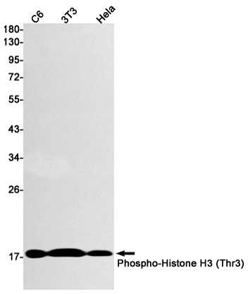 Phospho~Histone H3 (Thr3)