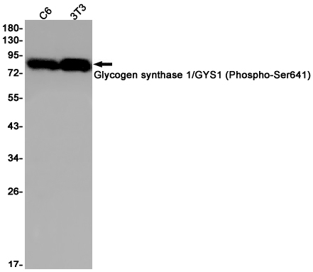 Phospho~Glycogen synthase (Ser641)