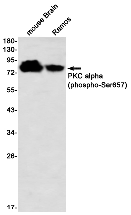 Phospho~PKC alpha (Ser657)