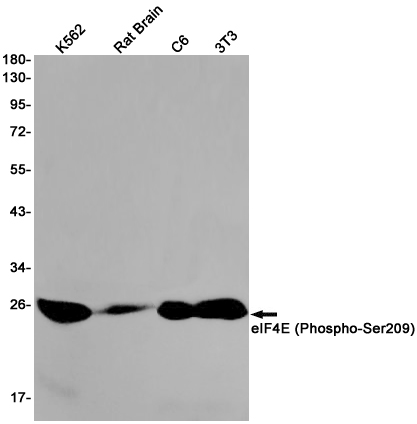 Phospho~eIF4E (Ser209)