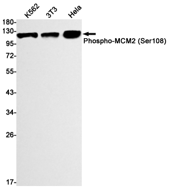 Phospho~MCM2 (Ser108)