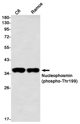 Phospho~Nucleophosmin (Thr199)