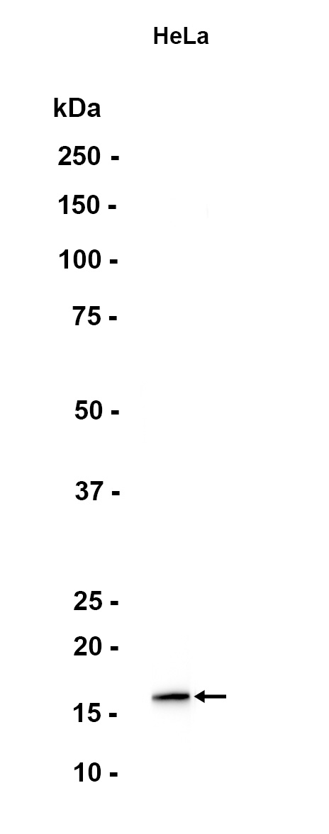DiMethyl~Histone H3 (Lys4)