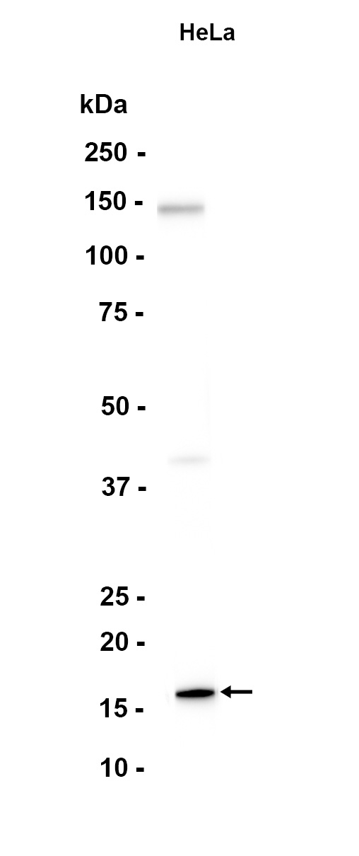 DiMethyl~Histone H3 (Lys4)