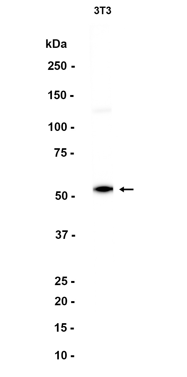 Phospho~PTEN (Ser380)