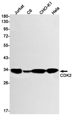 CDK2