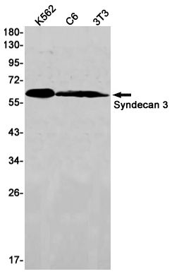 Syndecan 3