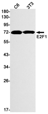 E2F1