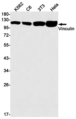 Vinculin