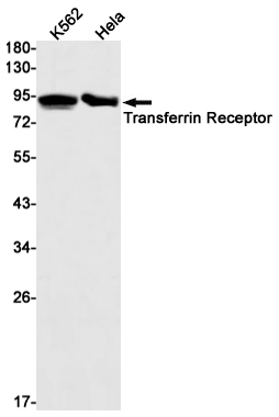 Transferrin Receptor