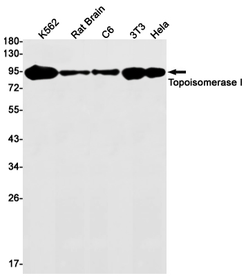 Topoisomerase I