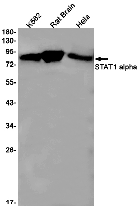 STAT1 alpha