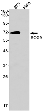 SOX9