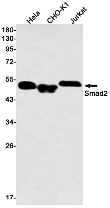 Smad2