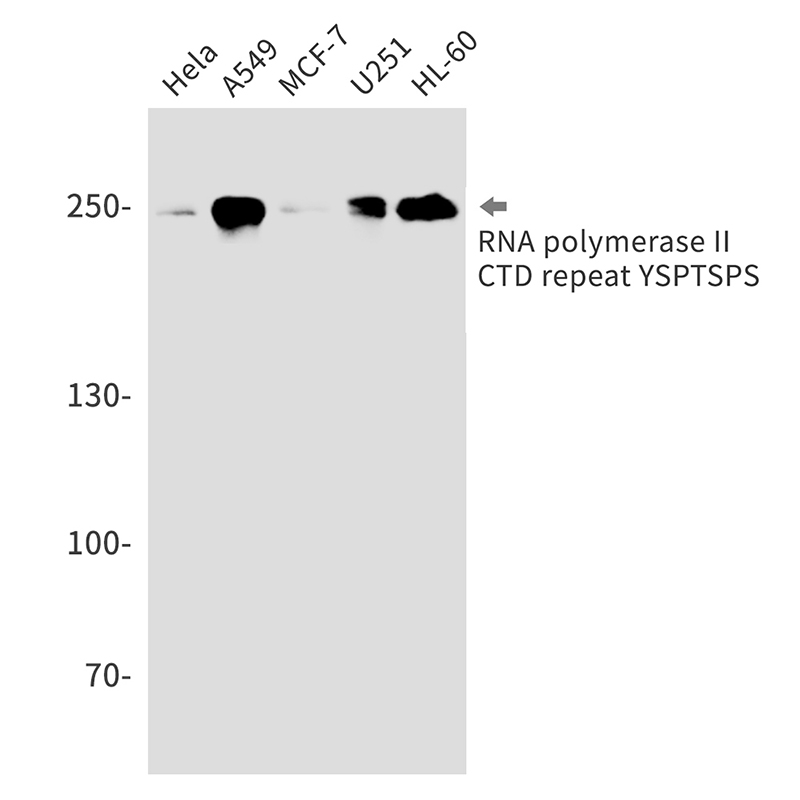 RNA polymerase II CTD repeat YSPTSPS