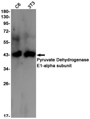 Pyruvate Dehydrogenase E1 alpha