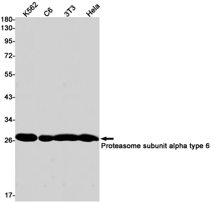 Proteasome subunit alpha type 6