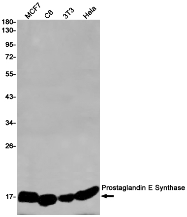 Prostaglandin E Synthase