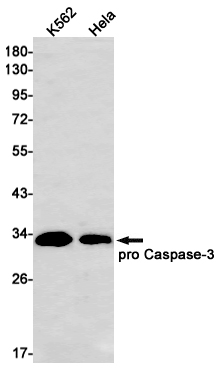 pro Caspase~3