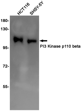 PI3~Kinase p110 beta