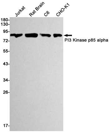 PI3~Kinase p85 alpha