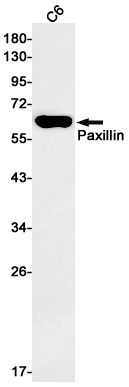 Paxillin