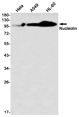 Nucleolin