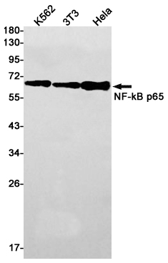NF~KB p65